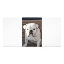 Bulldog photo cards by mariabellimages Bulldog photo cards