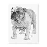 Bulldog Post Card