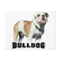 bulldog  Postcard