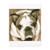 Bulldog Post Cards