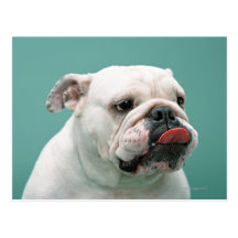 Bulldog Postcard