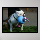 Bulldog poster posters