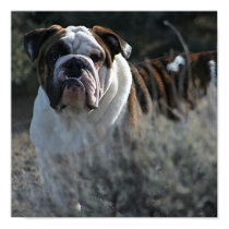 Bulldog Poster posters