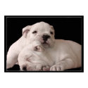 bulldog puppies canvas print by ritmoboxer bulldog puppies canvas print