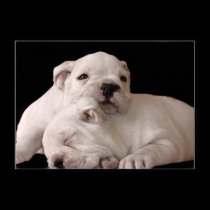 bulldog puppies canvas print