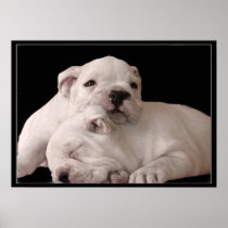 bulldog puppies canvas print