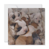 Bulldog  Puppies Invitations