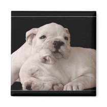 Bulldog Puppies magnet
