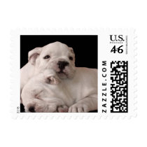 Bulldog Puppies Postage