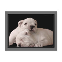 Bulldog Puppies postcard