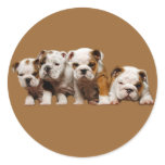 Bulldog Puppies Sticker