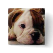 Bulldog puppy pin