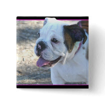 Bulldog puppy button
