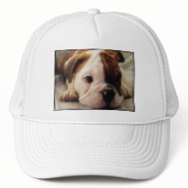 Bulldog puppy cap mesh hat