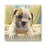 Bulldog Puppy in Basket Magnet magnets