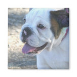 Bulldog puppy magnet