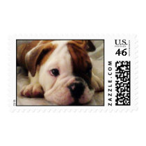 Bulldog puppy stamps