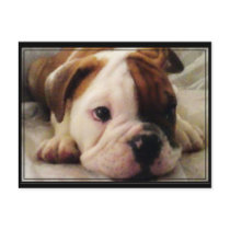 Bulldog puppy postcards