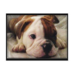 Bulldog puppy postcards