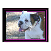 Bulldog puppy poster posters
