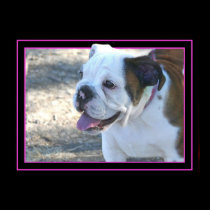 Bulldog puppy poster posters