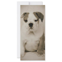 bulldog rack cards by cjoy420 bulldog rack cards