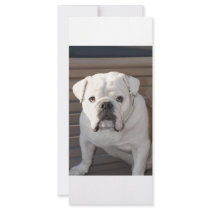 Bulldog rack cards by mariabellimages Bulldog rack cards