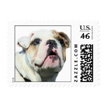 Bulldog small postage