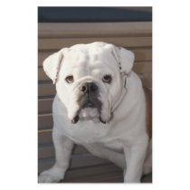 Bulldog stationery by mariabellimages Bulldog stationery