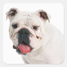 Bulldog Sticker
