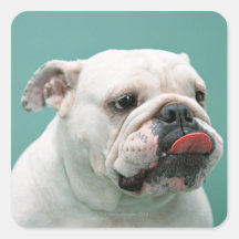 Bulldog Stickers