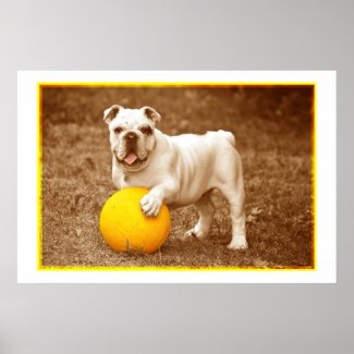 Bulldog With Ball Poster
