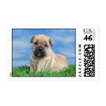 Bulldogge Puppy Postage Stamps