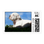 Bulldogge Puppy Stamp