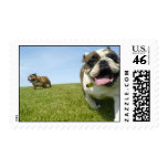 bulldogs at the park postage
