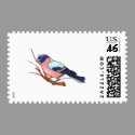 bullfinch bird