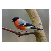 Bullfinch cards