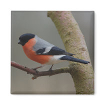 Bullfinch magnet by Thorninger Bullfinch magnet