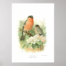 Bullfinch Poster