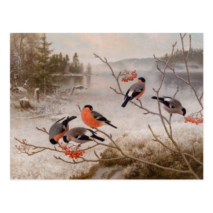 Bullfinches in winter landscape CC0821 Von Wright Postcard