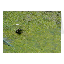 Bullfrog cards by codfishlady Bullfrog cards
