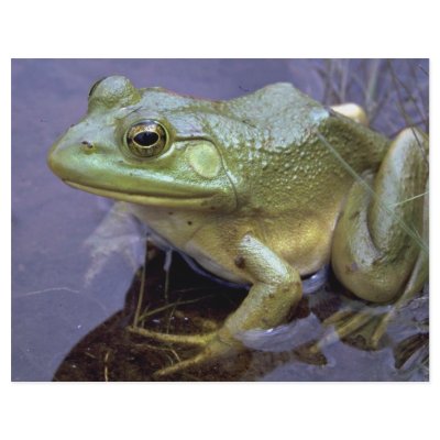 Bullfrog, Lake St. Peter, Ontario, Canada Personalized Flyer by beautifulclicks