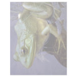 Bullfrog, Lake St. Peter, Ontario, Canada Letterhead Design