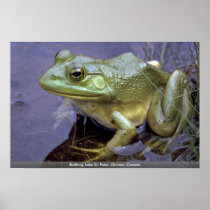 Bullfrog, Lake St. Peter, Ontario, Canada Poster