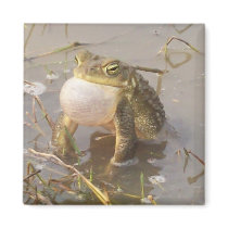Bullfrog Refrigerator Magnets