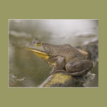 Bullfrog postcards