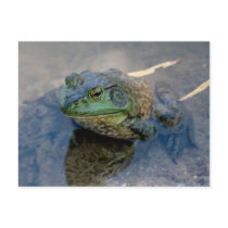 Bullfrog Post Card