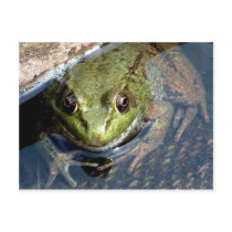 Bullfrog Postcards