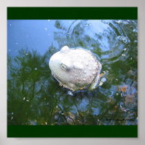 BULLFROG POSTER