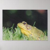 Bullfrog Poster
